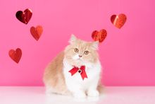 キャットグルーマーYurie