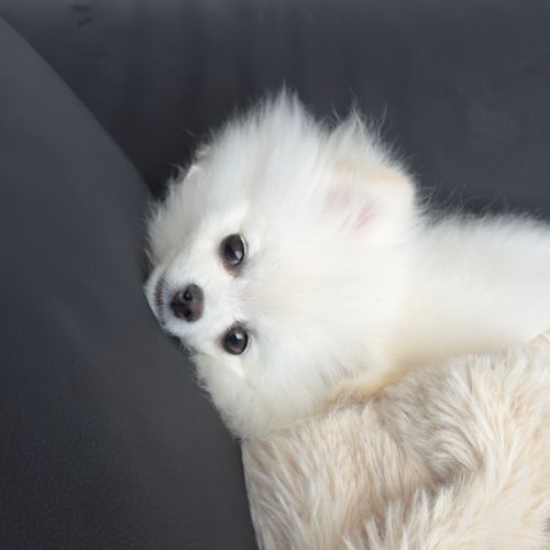 けいちゃんぬ