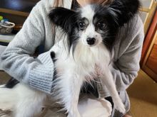 もちこ