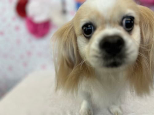 こま