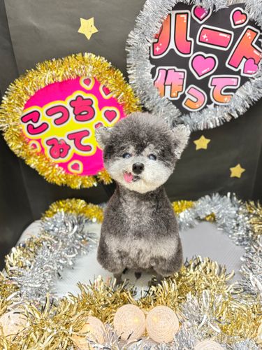 ぱろんち