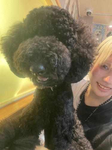 あみ@トリマー学生