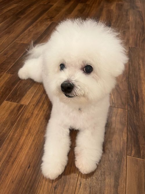 ボロニーズ・11歳4ヶ月